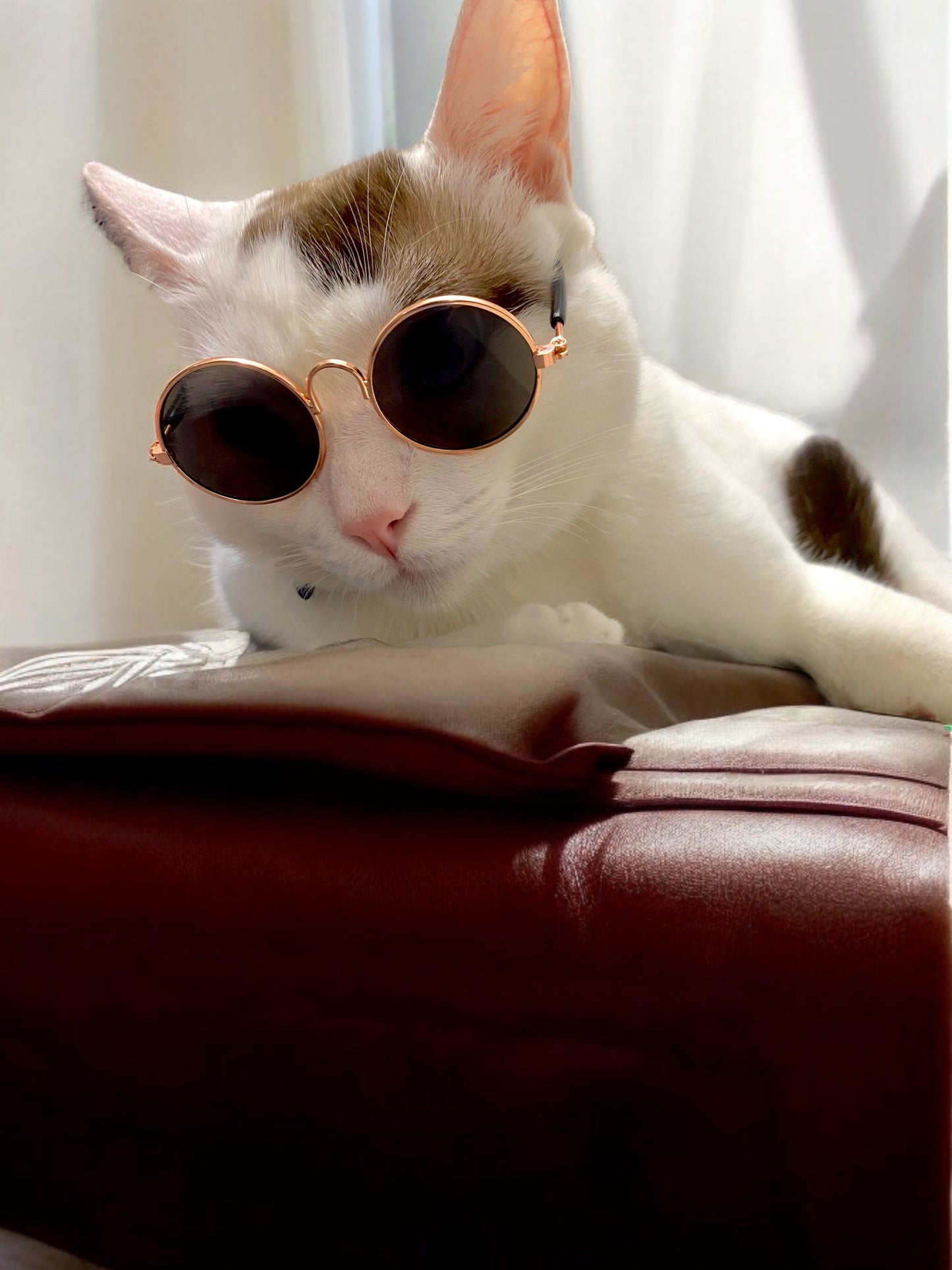 Gafas de sol para mascota