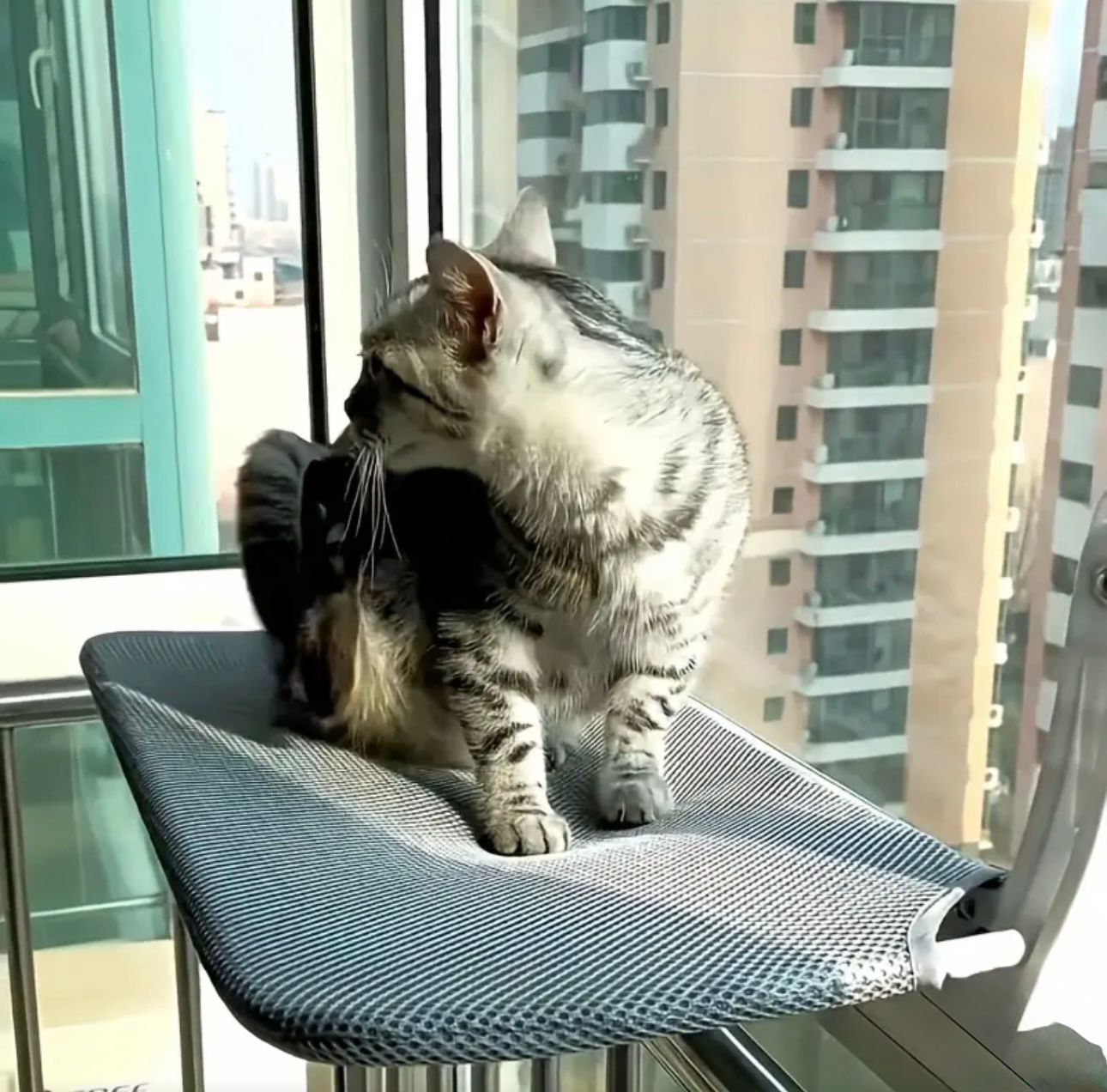 Hamaca para gatos con ventosas ultra resistentes – ¡el mejor mirador felino! 🐾